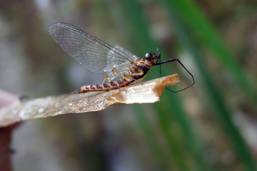 Ecdyonurus forcipula